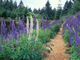 Lupines by a Pond  Kitty Coleman Woodland Gardens  Comox Valley  Vancouver Island  British Columbia