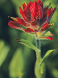Indian Paintbrush