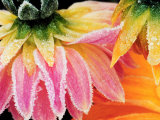 Frost on the Last Blooms of Autumn  Sammamish  Washington  USA