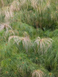 Fontana Aretusa  Papyrus Plant Detail  Ortygia Island  Syracuse  Sicily  Italy