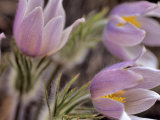 Pasque Flowers