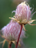 Prairie Smoke Wildflower