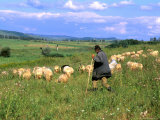Sheep Herder near Dubrovnik  Croatia