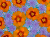 Floating Flowers in Glass Bowl  Blue Ageratum and Orange Blooms  Sammamish  Washington  USA