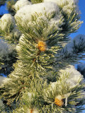 Fresh Snow on Pine Needles