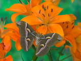 Orange Asiatic Lily and Silk Moth Samia Cynthia  Sammamish  Washington  USA