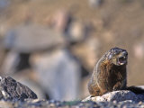Yellow Belly Marmot Whistling