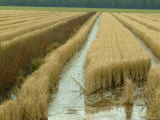 Rice Field