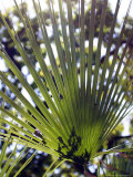Palm Leaf and Shadows