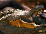 Close-up of Alligator with Open Mouth