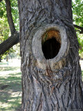 Hole in the Tree in Palermo City Park  Buenos Aires  Argentina