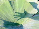 Palm Leaf and Shadows