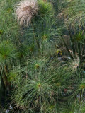 Papyrus Plants  Fontane Aretusa  Ortygia Island  Syracuse  Sicily  Italy