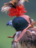 Hooded Falcon