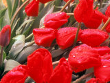 Morning Dew Hangs Lightly on Red Tulips
