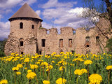 Dandelions Surround Cesis Castle  Latvia