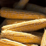 Fresh Ears of Corn