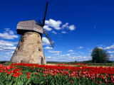 Red Tulips Surround a Traditional Windmill in Gauja National Park  Latvia