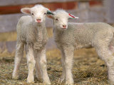 Pair of Commercial Targhee Lambs