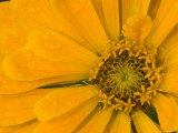 Yellow Zinnia Close-up Sammamish  Washington  USA