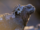 Marine Iguana  Galapagos Islands  Ecuador