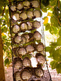Oysters Used for Culture  Fakarava  French Polynesia