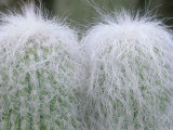 Old Man Cactus  Desert Botanical Museum  Phoenix  Arizona  USA