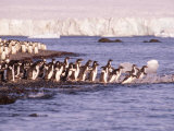 Adelie Penguin Colony  Antarctica