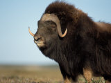 Musk Ox Bull on the North Slope of the Brooks Range  Alaska  USA