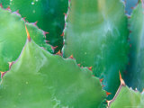 Agave  Sonora Desert Museum  Tucson  Arizona  USA