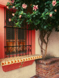 Flowering Hibiscus Near Pink Window  Puerto Vallarta  Mexico