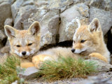 Patagonia Fox  Torres del Paine National Park  Chile