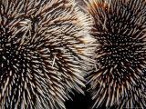 Sea Urchins  Galapagos Islands  Ecuador