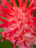 Bromeliads Flower  Manu National Park  Peru