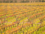 Vineyards in Fall Colors  Juanico Winery  Uruguay