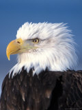 Bald Eagle in Katchemack Bay  Alaska  USA
