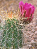 Strawberry Hedgehog Cactus  Desert Botanical Museum  Phoenix  Arizona  USA