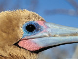 Red Footed Booby  Galapagos Islands  Ecuador