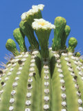 Saguaro Cactus Flower  Sonora Desert Museum  Tucson  Arizona