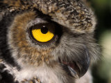 Great Horned Owl  Alaska Zoo  Anchorage  Alaska  USA