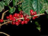Red Coffee Beans on Plant  Coffee Plantation and Museum  Museo del Cafe  Antigua  Guatemala