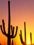 Saguaro Sunset  Saguaro National Park  Arizona  USA