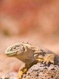 Land Iguana with Red Sesurium Flowerbeds in Background  Galapagos Islands National Park  Ecuador