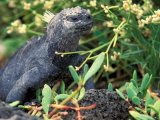 Land Iguana  Galapagos Islands  Ecuador