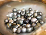 Black Pearl Farming at Hinano Pearl Farm  Fakarava  Tuamotus  French Polynesia