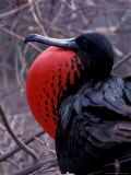 Magnificent Frigatebird  Galapagos Islands  Ecuador