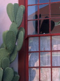 Cactus and Window  Barrio District  Tucson  Arizona  USA