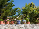 Decorative Potted Plants on Wall  Guanajuato  Mexico