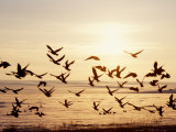 Greater White-Fronted Goose  Arctic National Wildlife Refuge  Brooks Range  Alaska  USA