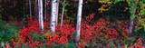White Trunks of Autumn Aspens and Wild Current  Alaska  USA